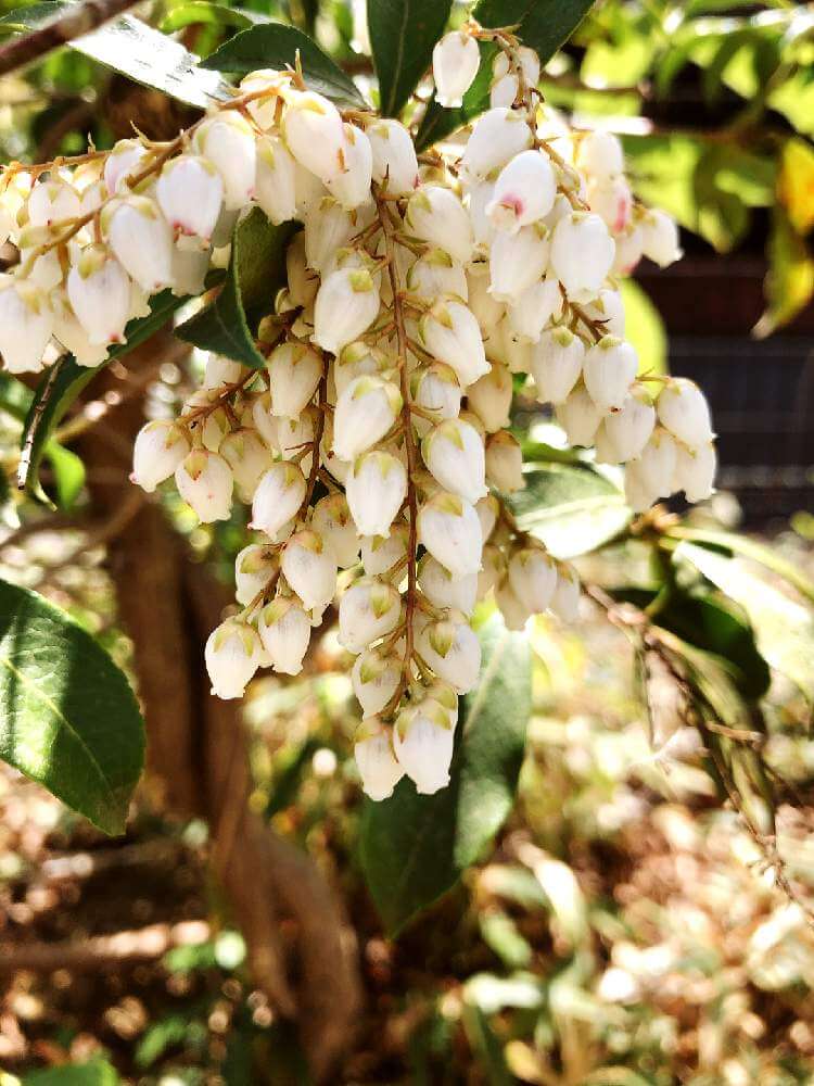 屋久島アセビの花言葉 意味や花の特徴 万葉集にも登場する植物 Greensnap グリーンスナップ
