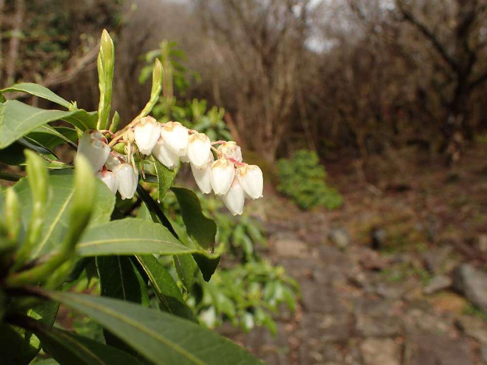 アセビ　白い花