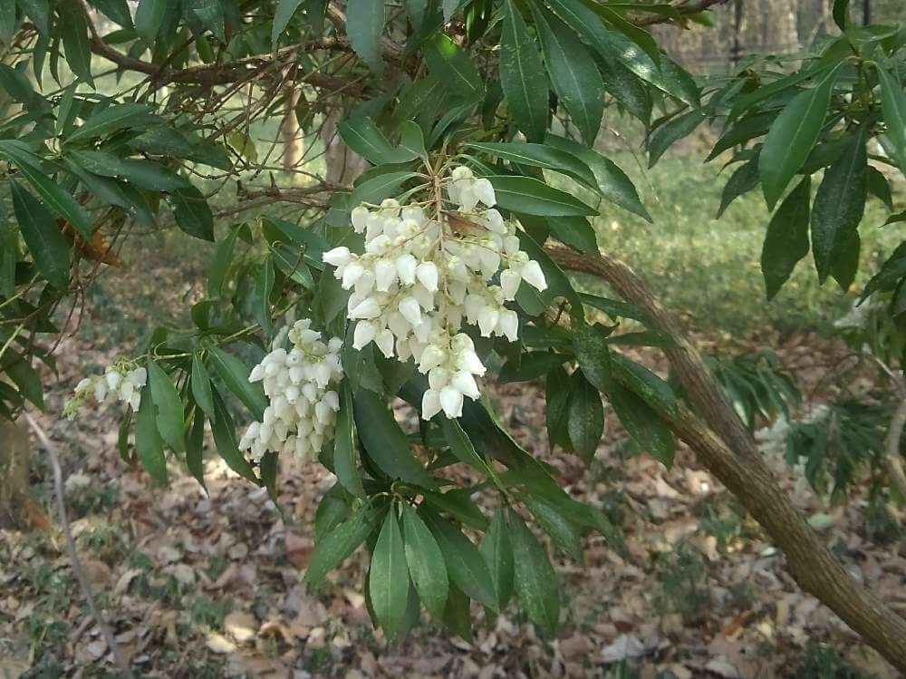 屋久島アセビの花言葉 意味や花の特徴 万葉集にも登場する植物 Greensnap グリーンスナップ