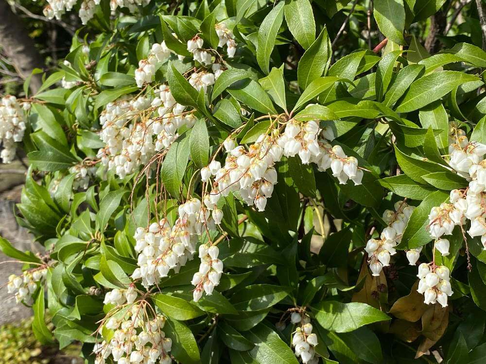 屋久島アセビの花言葉 意味や花の特徴 万葉集にも登場する植物 Greensnap グリーンスナップ