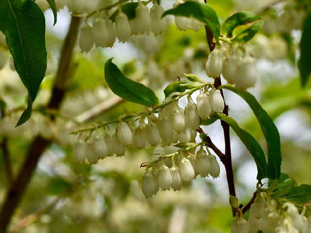 屋久島アセビの花言葉 意味や花の特徴 万葉集にも登場する植物 Greensnap グリーンスナップ
