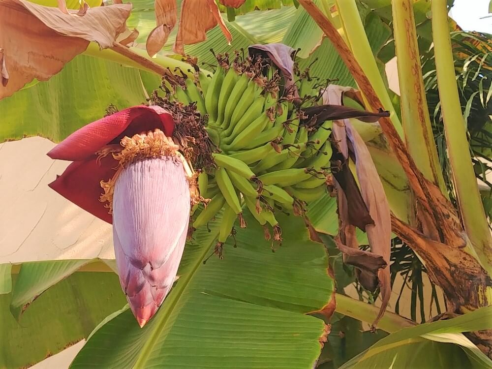 バナナの花言葉 意味や種類 花は咲かせるの Greensnap グリーンスナップ