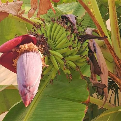 バナナの花言葉 意味や種類 花は咲かせるの Greensnap グリーンスナップ