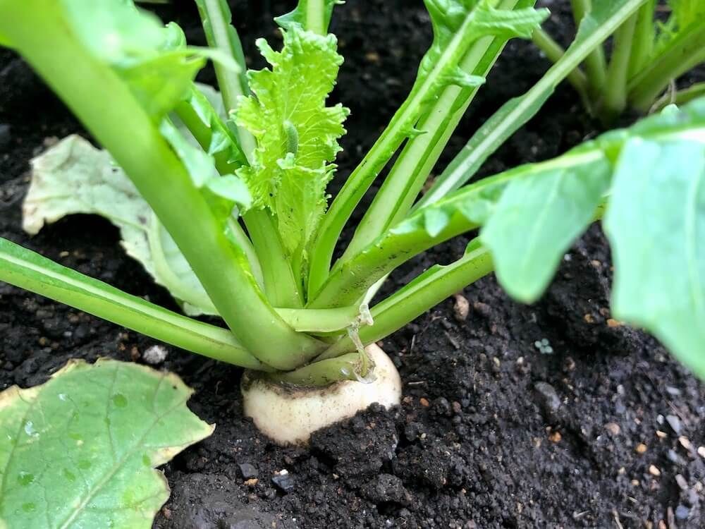 カブ　家庭菜園　野菜