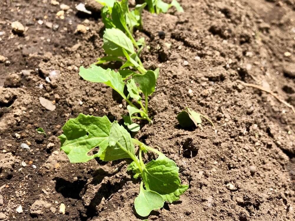 カブ　家庭菜園　野菜