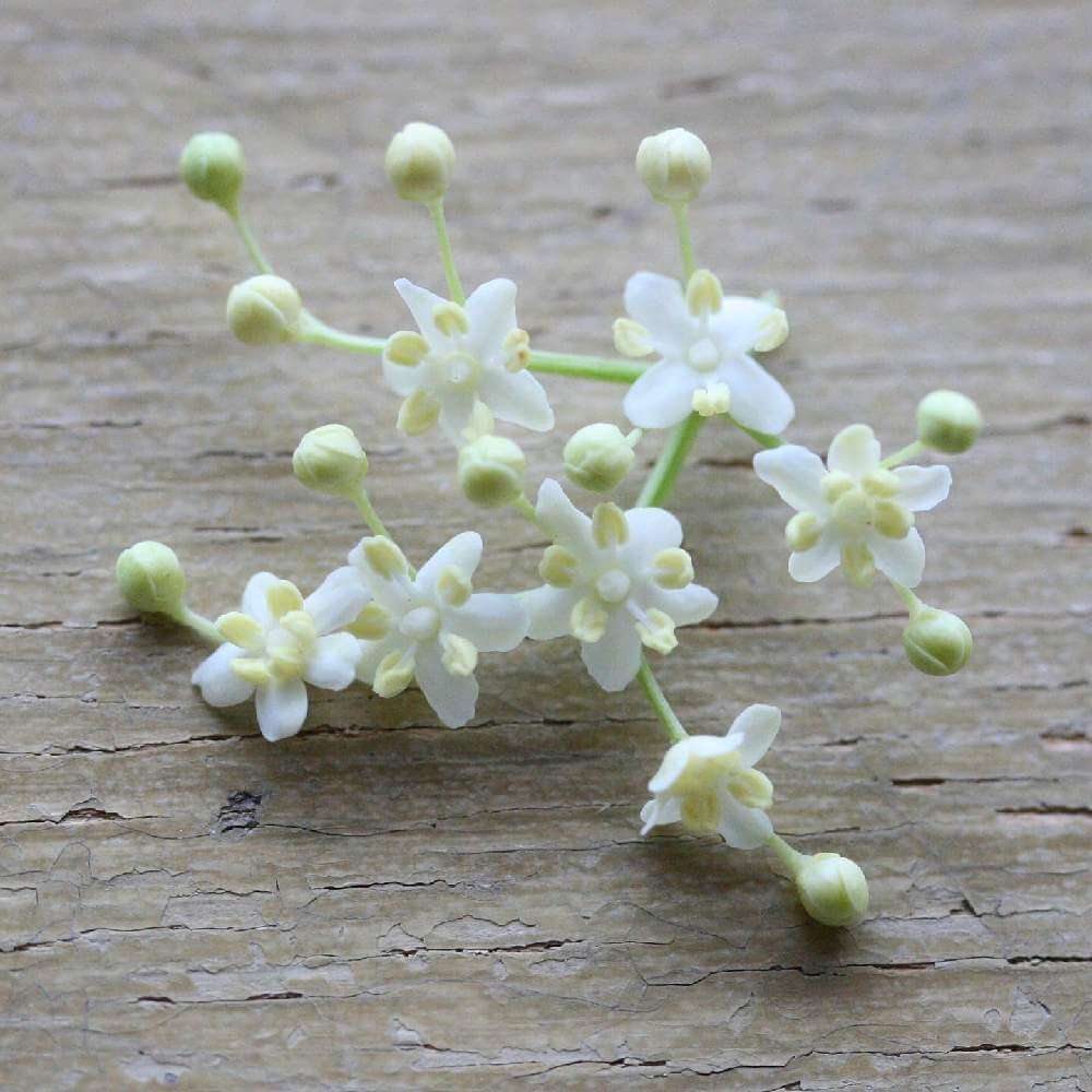 エルダーフラワーの花言葉 花の特徴や種類 ハーブティーにおすすめ Greensnap グリーンスナップ
