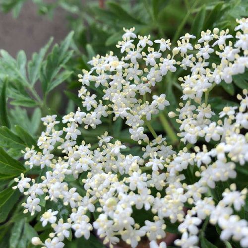 エルダーフラワーの花言葉 花の特徴や種類 ハーブティーにおすすめ Greensnap グリーンスナップ