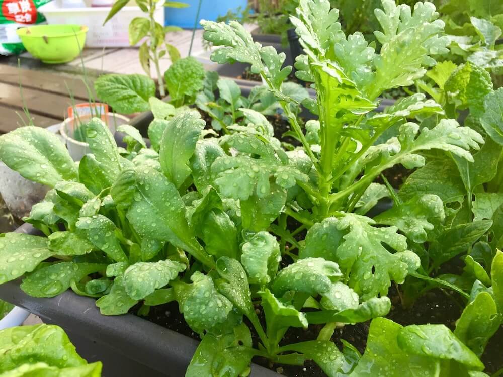 ベランダ菜園の始め方とは プランター栽培できる初心者におすすめの野菜10選 Greensnap グリーンスナップ