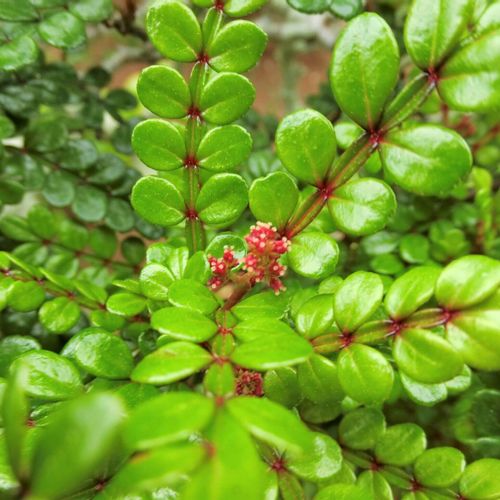 ヒレザンショウの花言葉｜花や実の特徴、楽しみ方は？｜?GreenSnap 