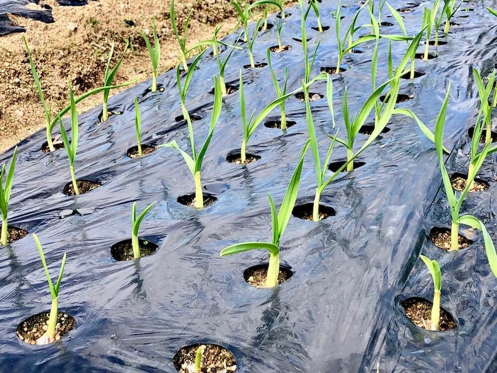 ニンニク　家庭菜園　野菜
