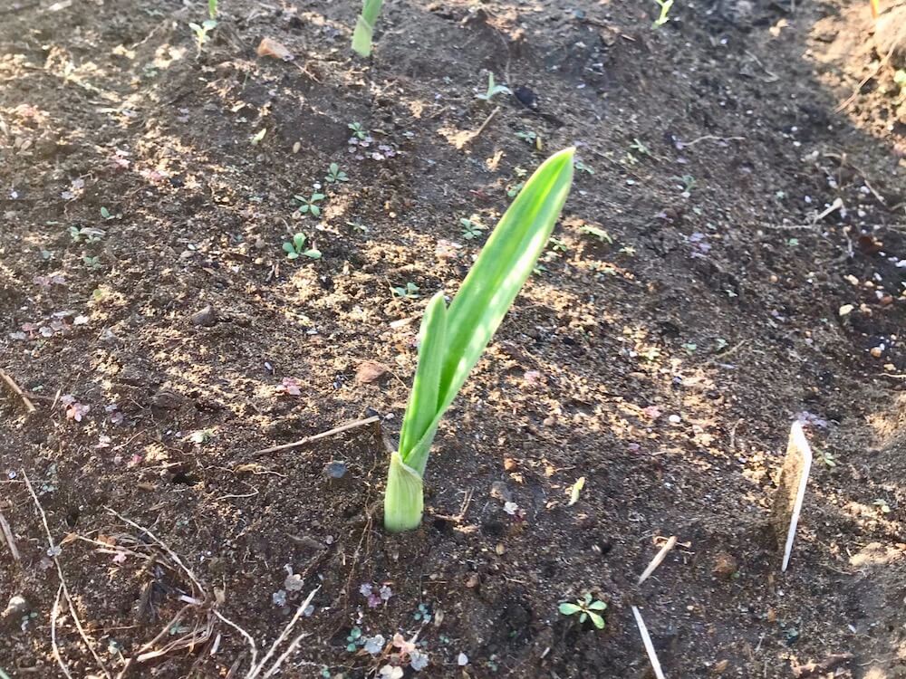 にんにくの育て方 植え付けや収穫時期は プランターで栽培もできる Greensnap グリーンスナップ