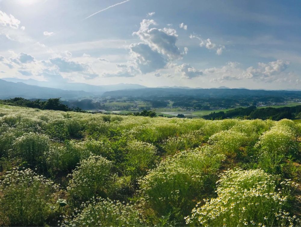 ジャーマンカモミール