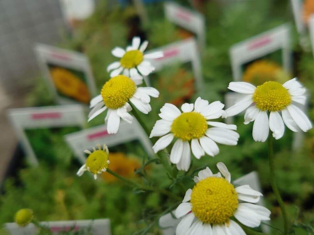 ローマンカモミール　白い花