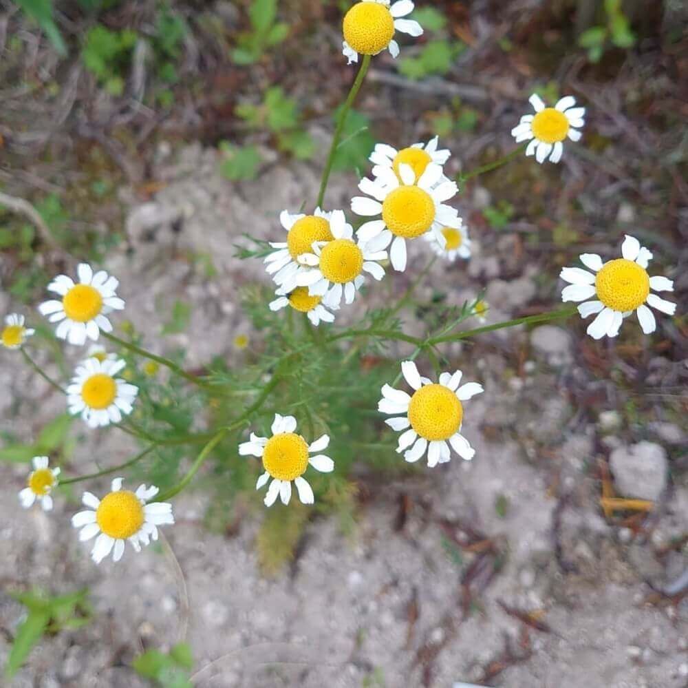 ジャーマンカモミール