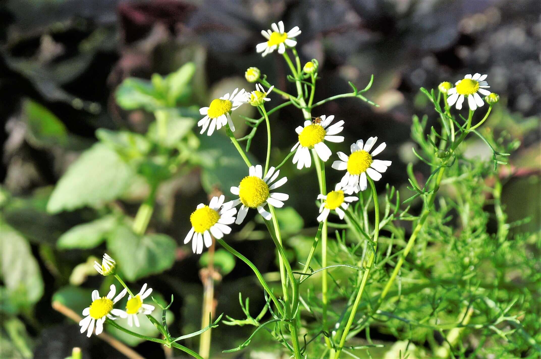 ジャーマンカモミールの花言葉 花の特徴や意味 種類はあるの Greensnap グリーンスナップ