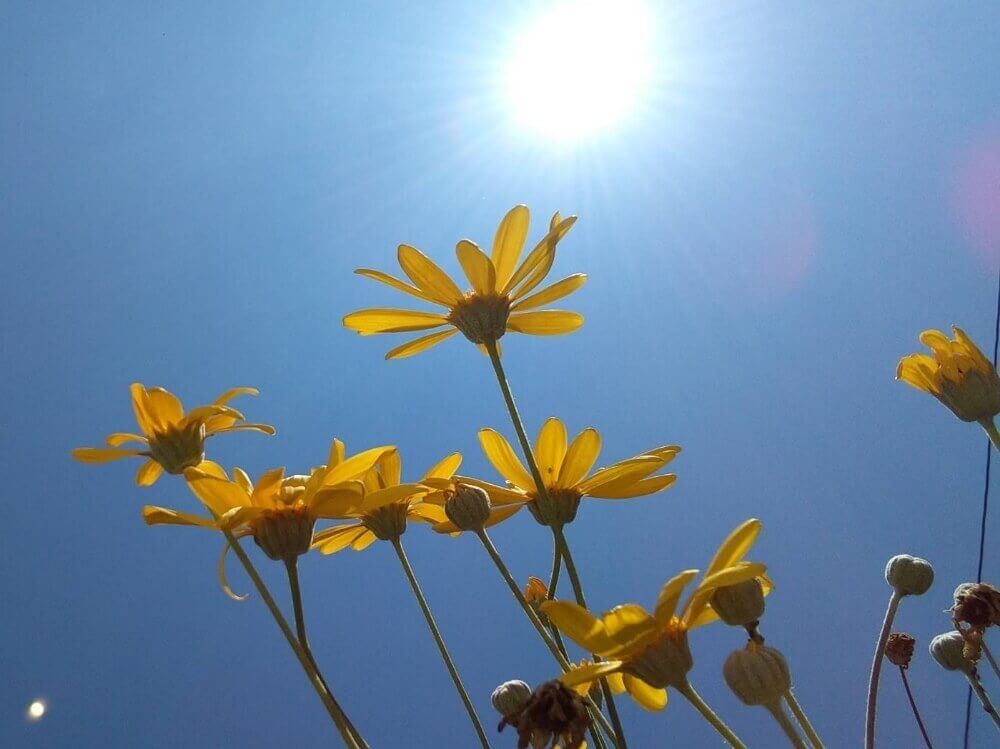 ユリオプスデージー