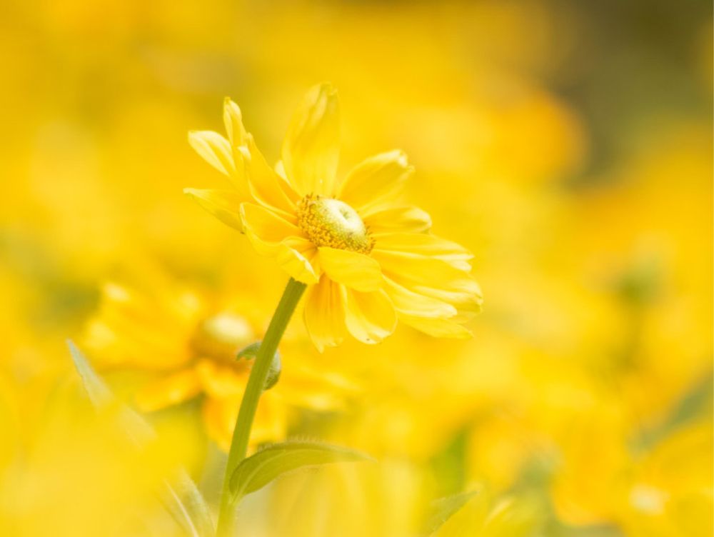 ユリオプスデージー