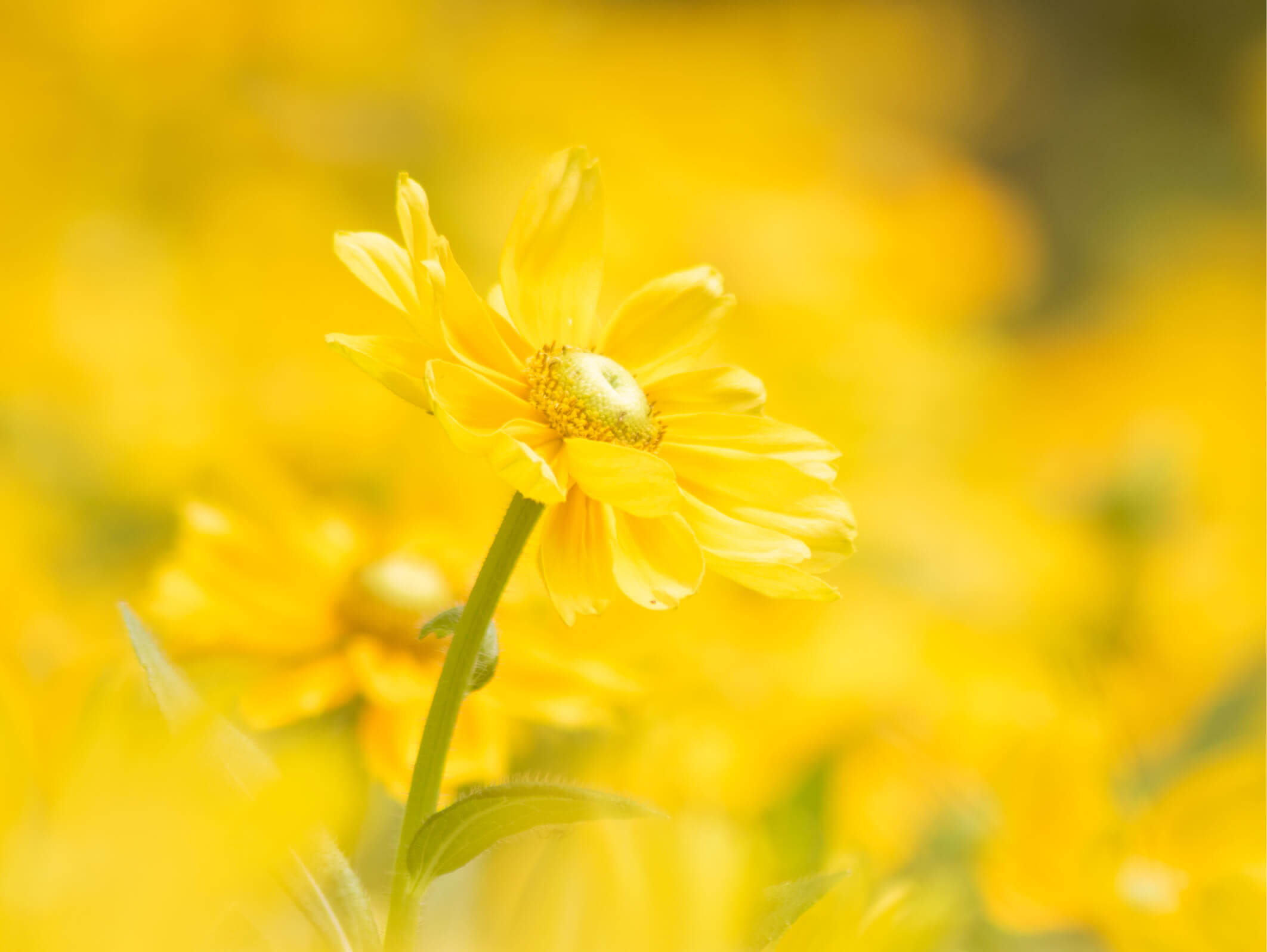 ユリオプスデージーの花言葉 種類や意味 花の特徴は Greensnap グリーンスナップ