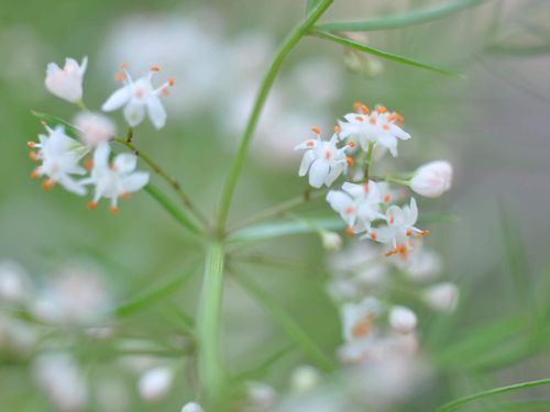 5月の誕生花 日別の花一覧と花言葉は 5月生まれの人に贈ろう Greensnap グリーンスナップ
