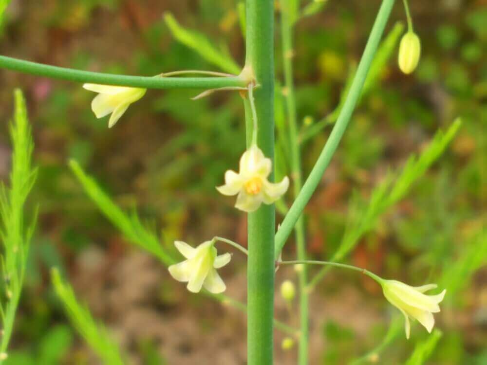 アスパラガスの花言葉 花の特徴や意味 種類はあるの Greensnap グリーンスナップ