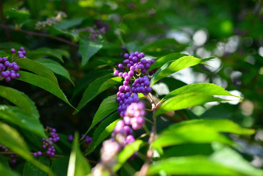 コムラサキの花言葉 花や実の特徴 実は食べられるの Greensnap グリーンスナップ