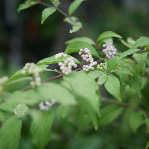 コムラサキの花言葉 花や実の特徴 実は食べられるの Greensnap グリーンスナップ