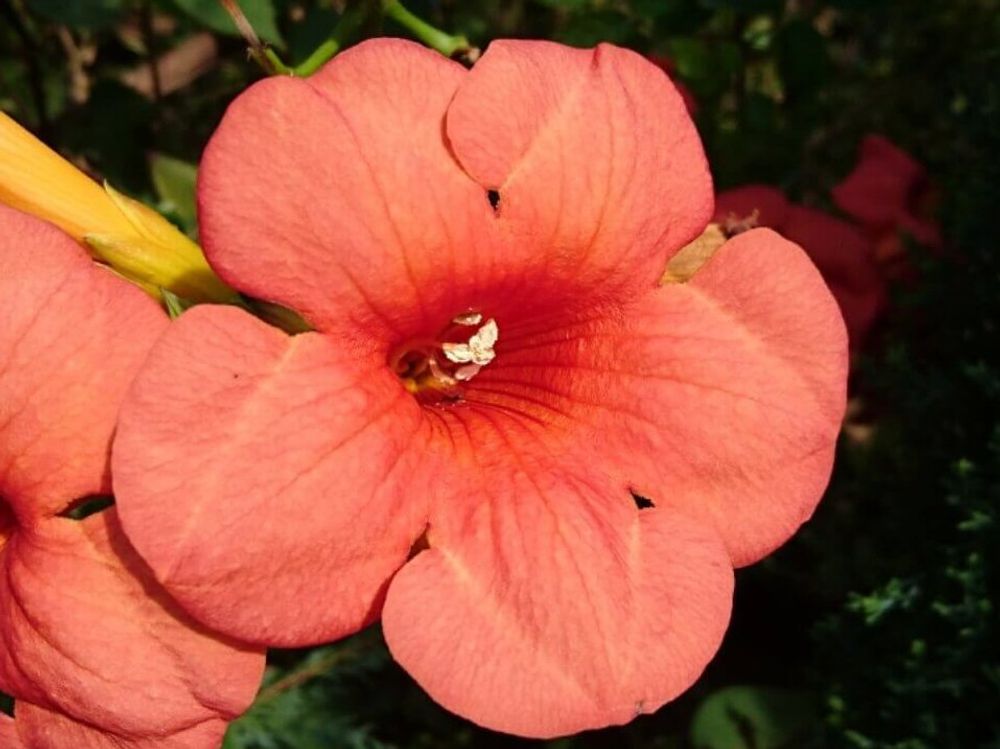 マダムガレン　朱色の花