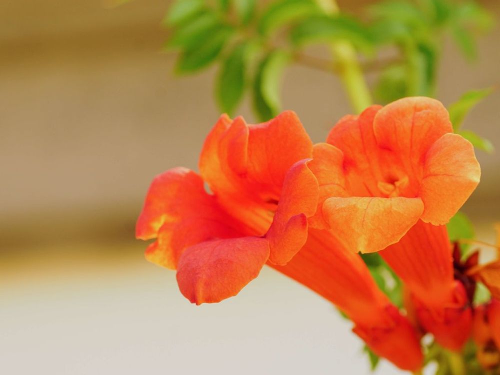 アメリカノウゼンカズラ　オレンジ色の花