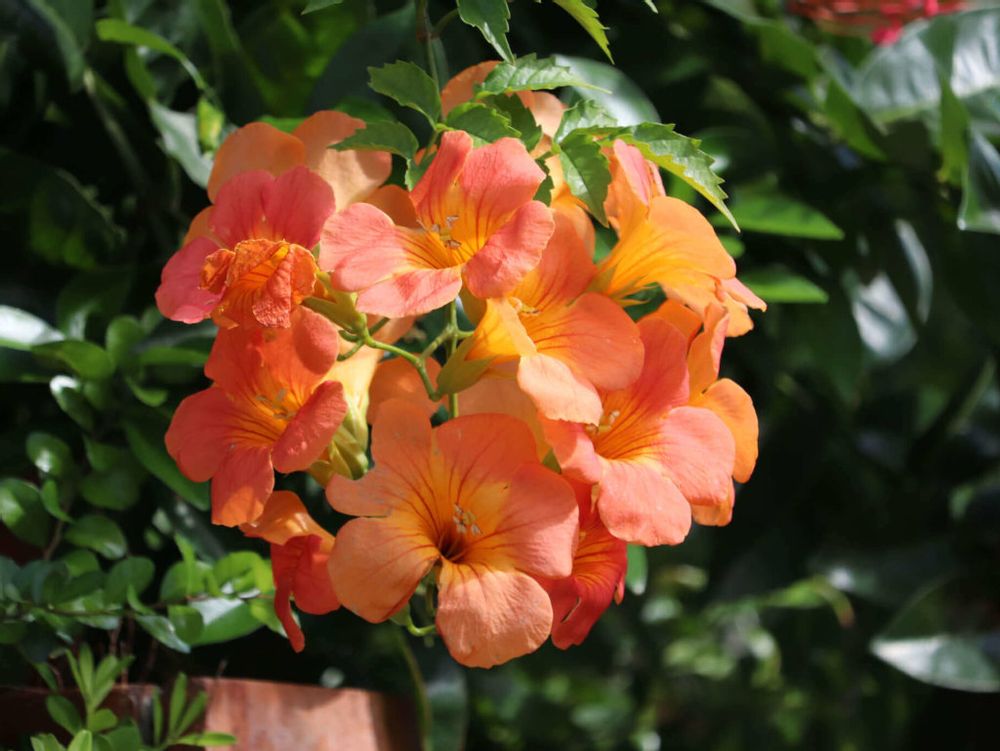 ノウゼンカズラ　オレンジ色の花