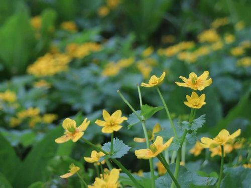 リュウキンカの花言葉 意味や種類 花の特徴は Greensnap グリーンスナップ