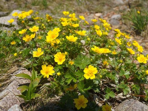リュウキンカの花言葉 意味や種類 花の特徴は Greensnap グリーンスナップ