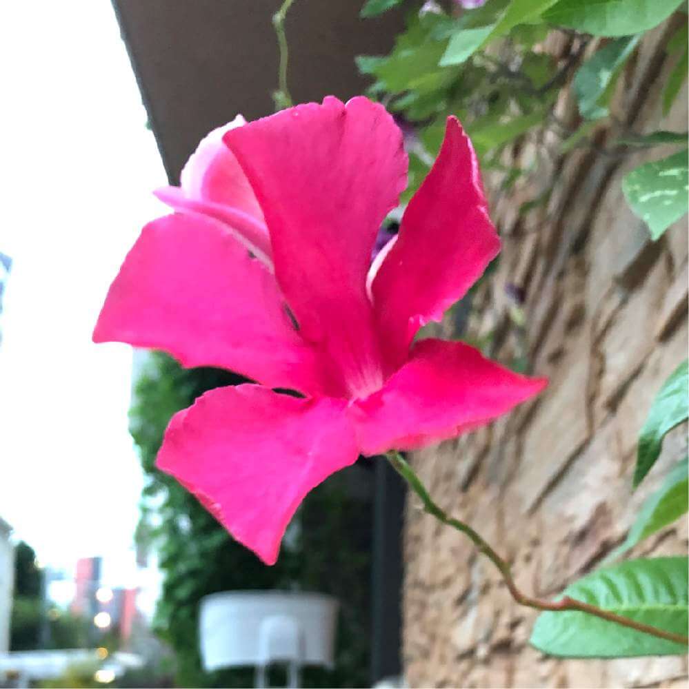 マンデビラの花言葉 花の特徴や種類 開花時期はどのくらい Greensnap グリーンスナップ