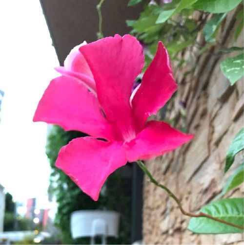 マンデビラの花言葉 花の特徴や種類 開花時期はどのくらい Greensnap グリーンスナップ