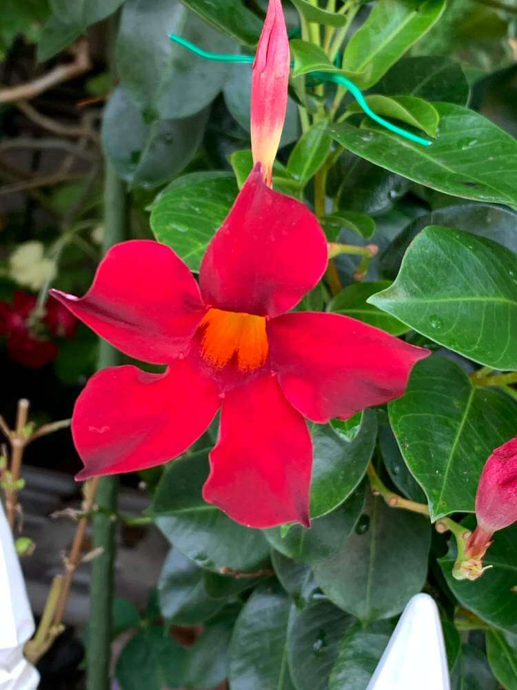 マンデビラの花言葉 花の特徴や種類 開花時期はどのくらい Greensnap グリーンスナップ