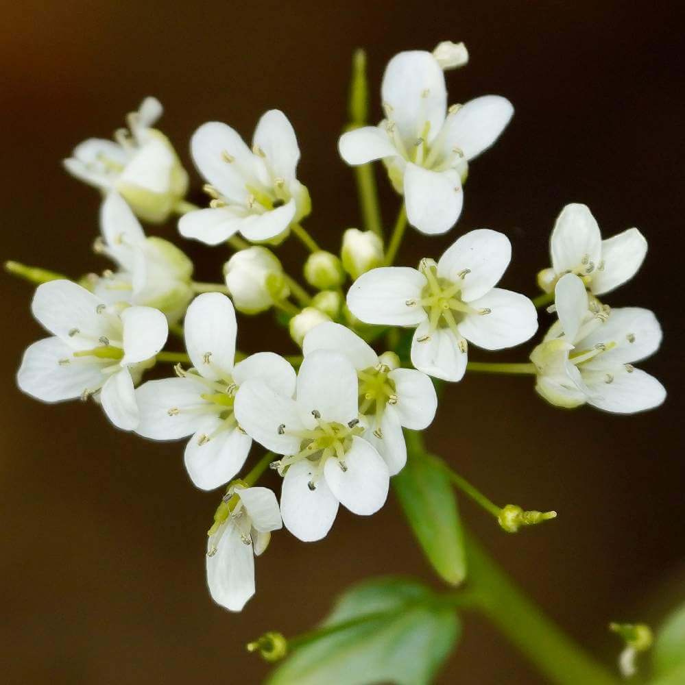 ワサビ 山葵 の花言葉 意味や種類 花はいつ見れるの Greensnap グリーンスナップ