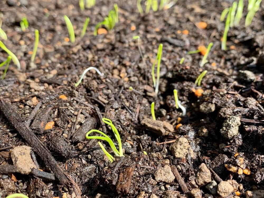玉ねぎ　玉ねぎ　野菜　家庭菜園