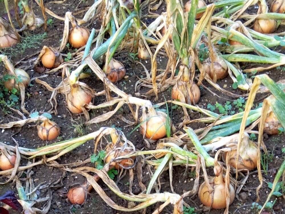 タマネギ　玉ねぎ　野菜　家庭菜園