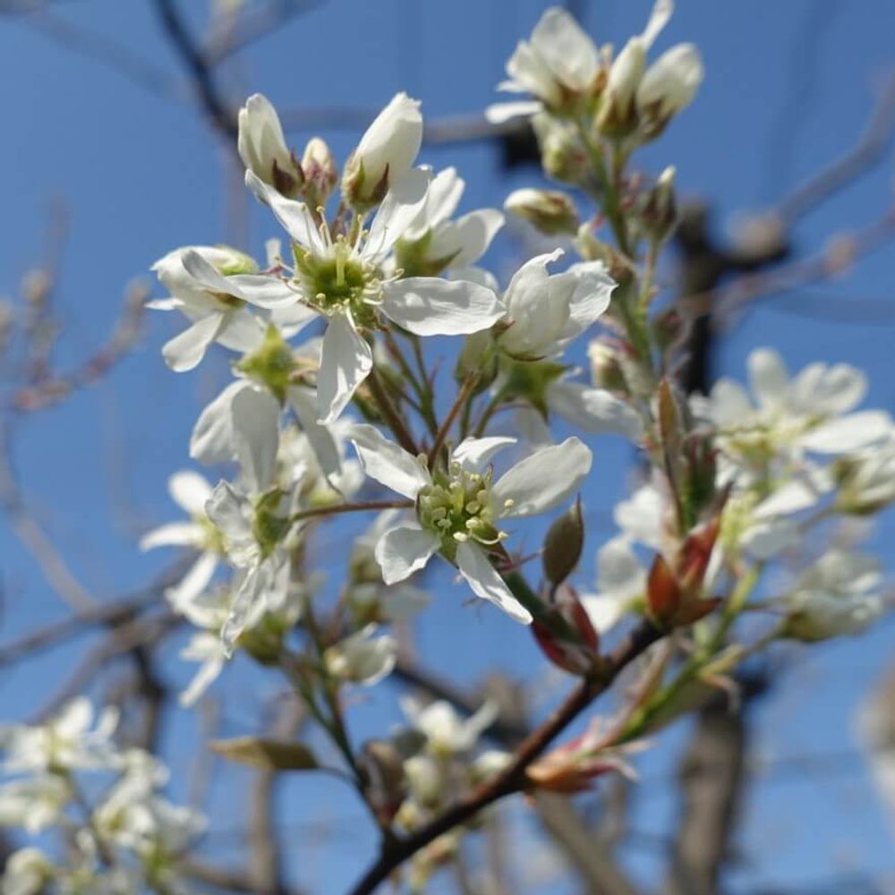 ジューンベリー