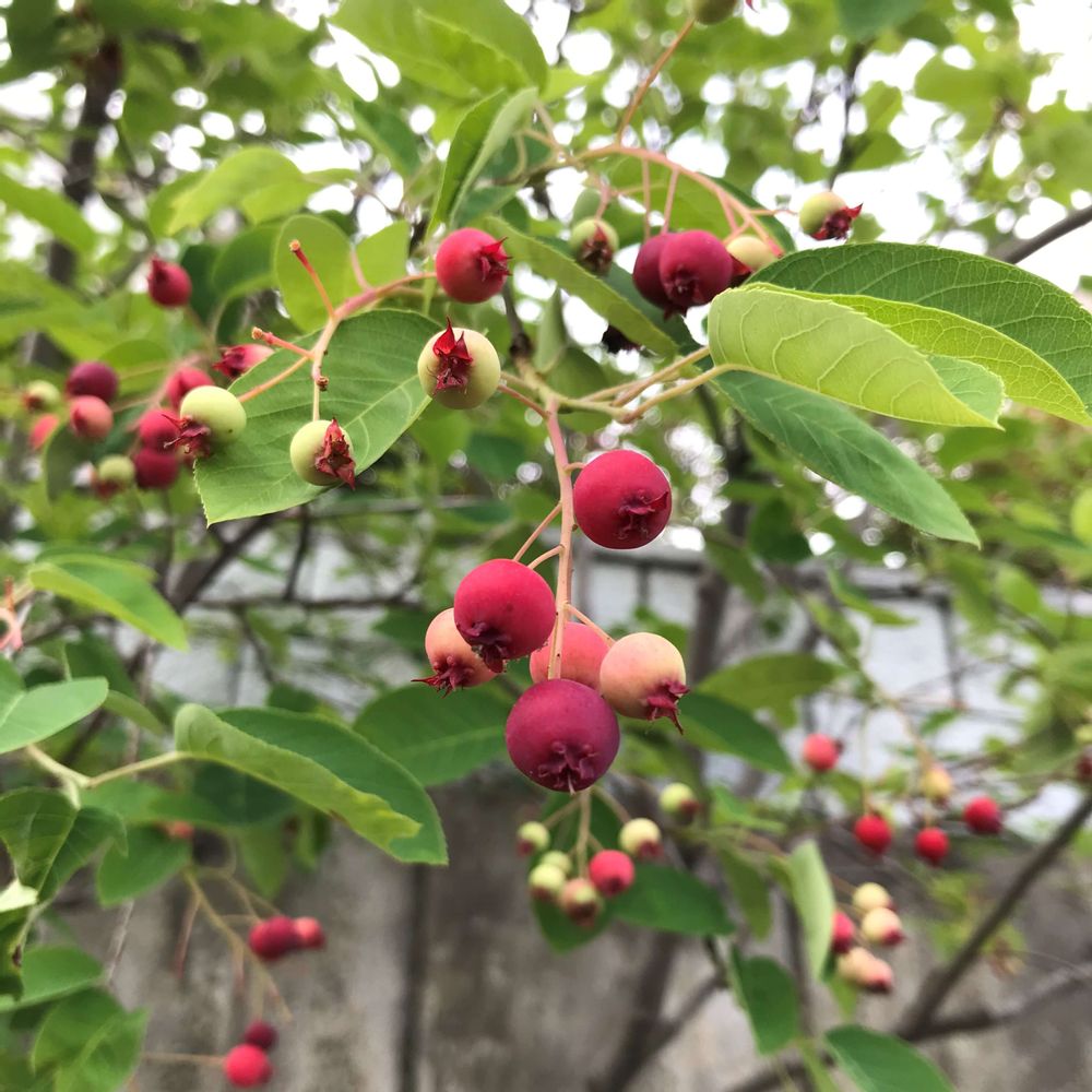 ジューンベリー