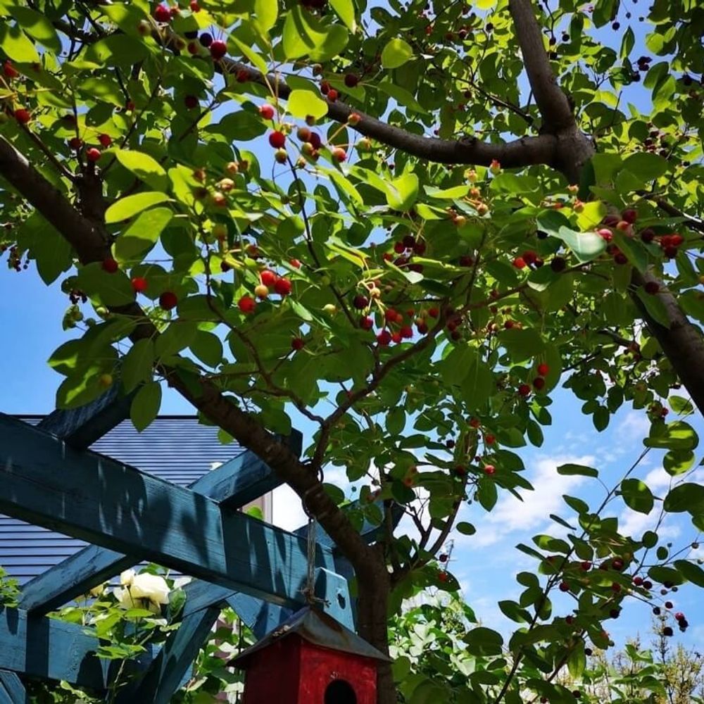 ジューンベリー