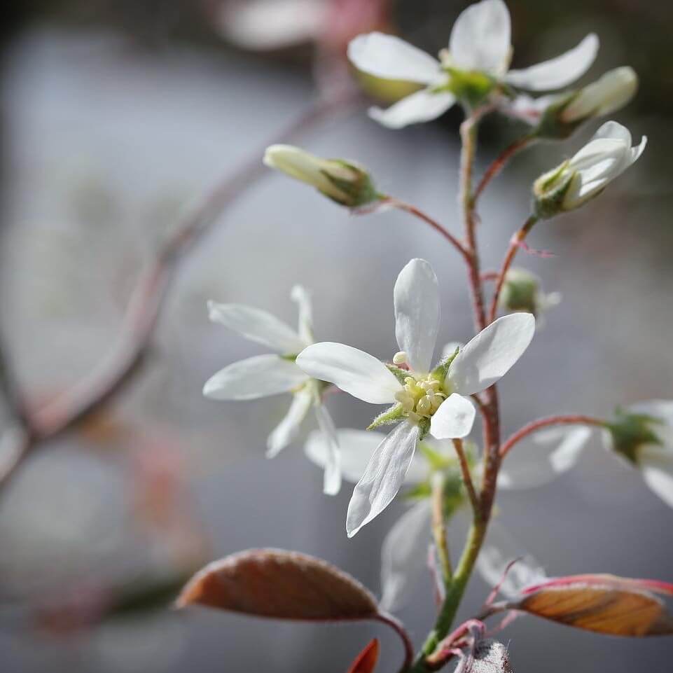 ジューンベリーの花言葉 意味や花の特徴 実の食べ方は Greensnap グリーンスナップ