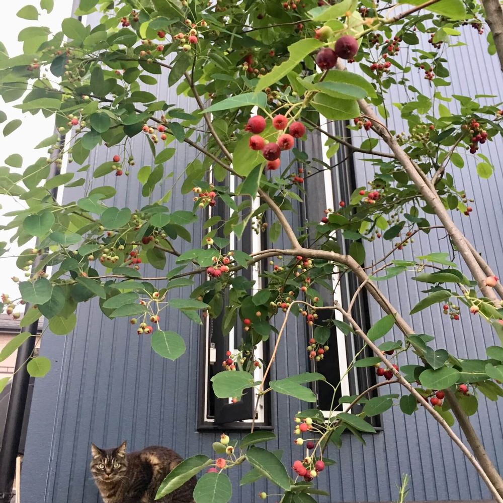 ジューンベリー