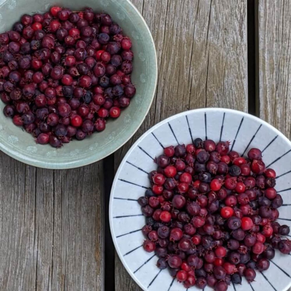 ジューンベリー