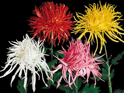 菊 キク の花言葉 怖いって本当 色別の意味や種類 見頃の時期は Greensnap グリーンスナップ 菊 キク の花言葉 怖いって本当 色別の意味や種類 見頃の時期は Greensnap グリーンスナップ