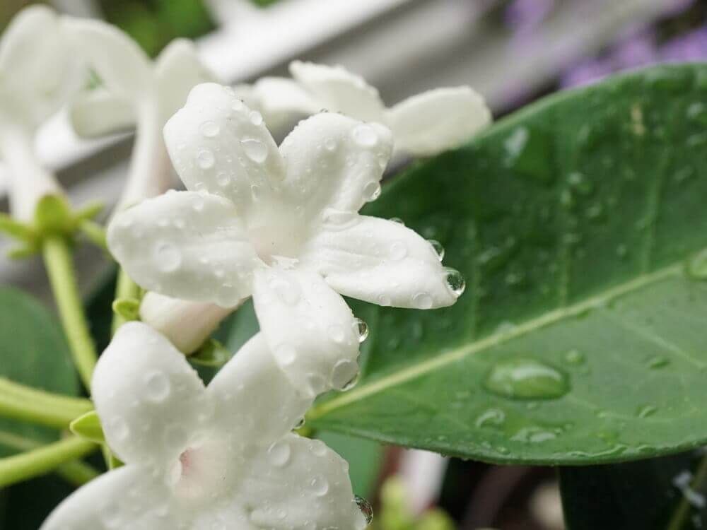 マダガスカルジャスミン