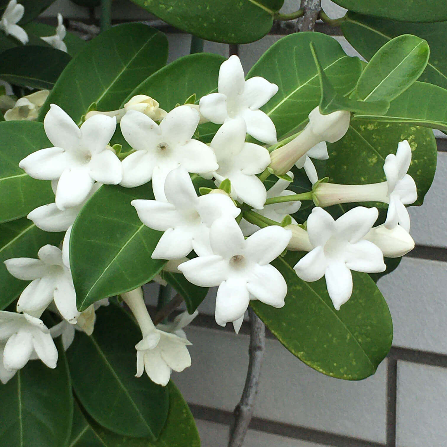 マダガスカルジャスミンの花言葉 意味や種類 花の特徴は Greensnap グリーンスナップ