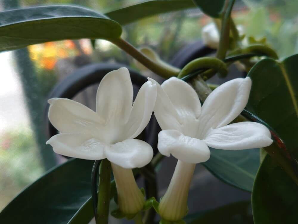 マダガスカルジャスミンの花言葉 意味や種類 花の特徴は Greensnap グリーンスナップ