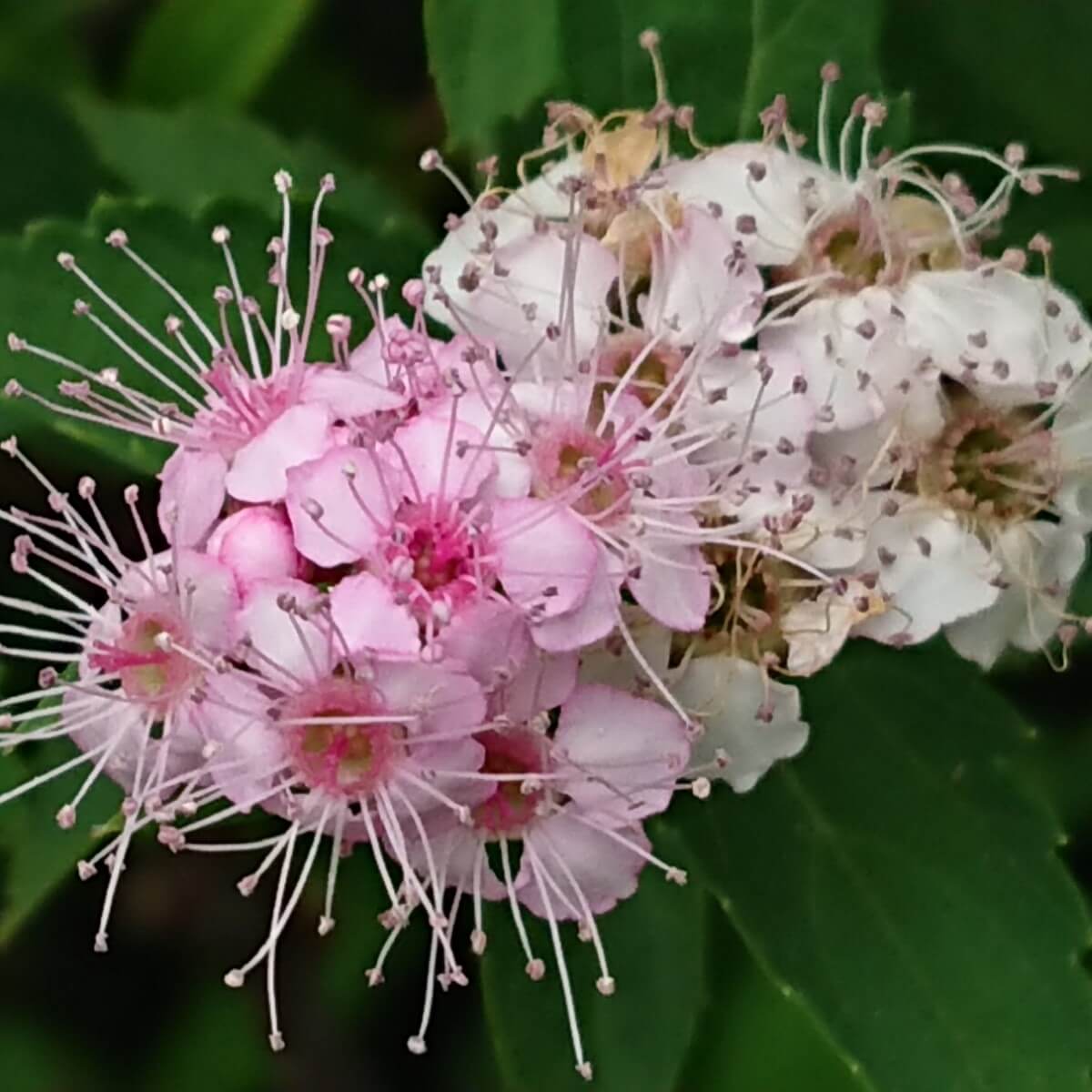 シモツケの花言葉 意味や花の特徴 種類はどれくらい Greensnap グリーンスナップ