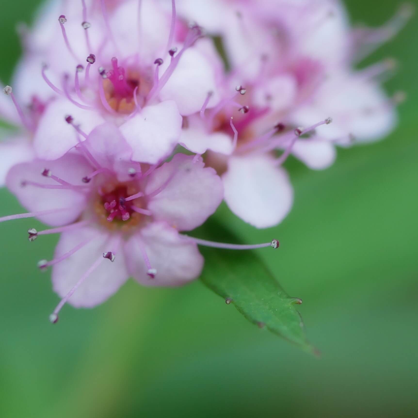 シモツケの花言葉 意味や花の特徴 種類はどれくらい Greensnap グリーンスナップ