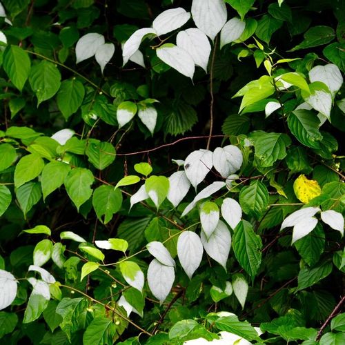 マタタビの花言葉 意味や由来 特徴は Greensnap グリーンスナップ